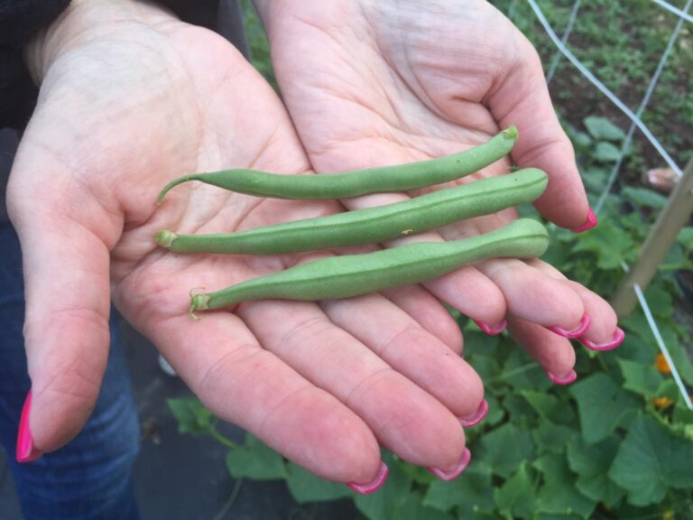 North Brunswick Community Garden Township of North Brunswick
